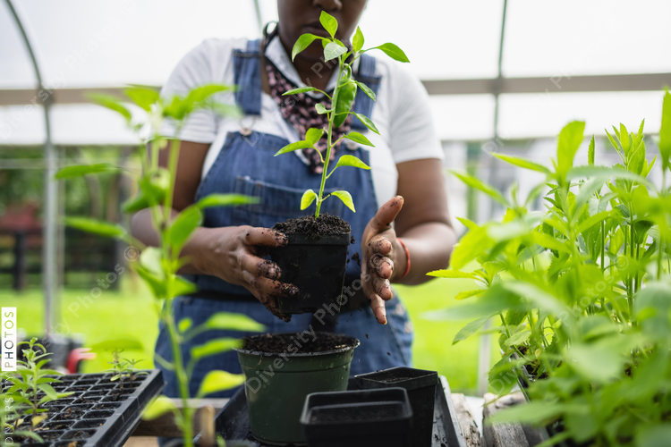 Female farmer planting seedling in pot