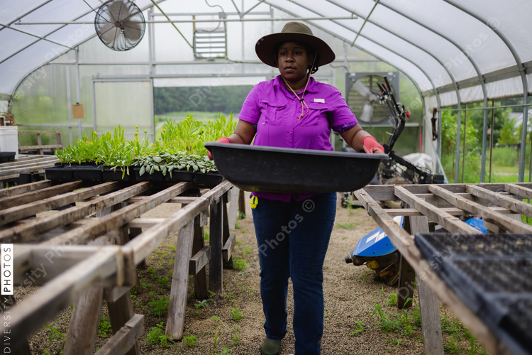 Black Female farmer carrying tray in greenhouse