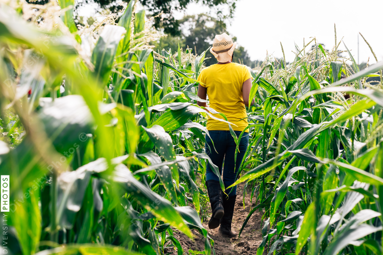 Woman walks through the corn field