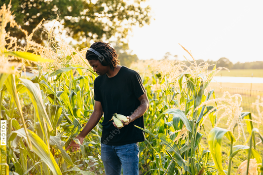 Young man picking up corn from field