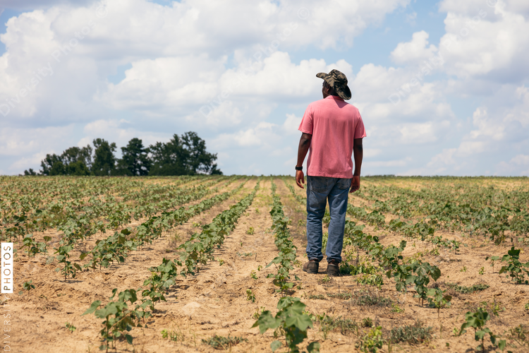 Rear view of man standing in cotton field