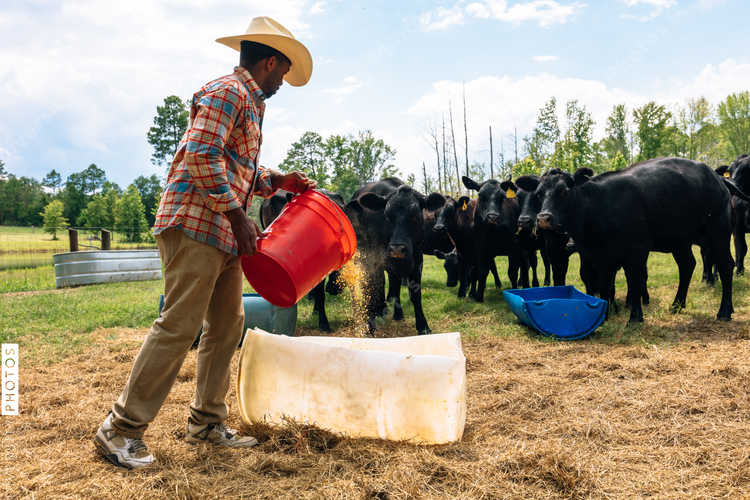 Man feeding cattle on farm