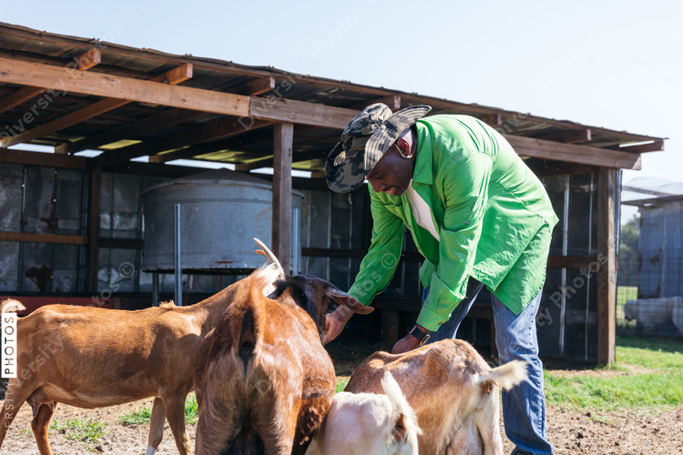 Man feeding goats on farm