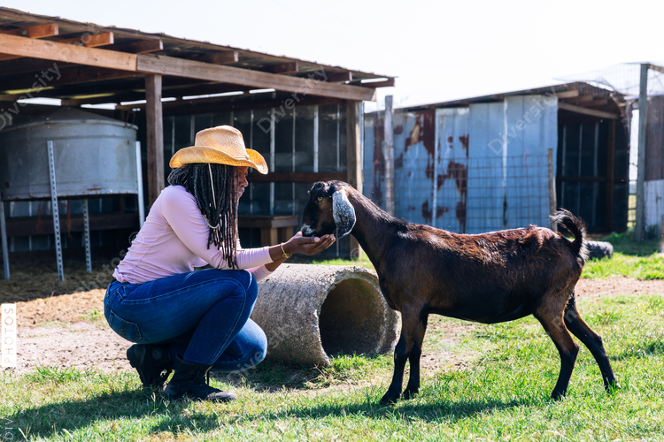 Woman feeding goats on family farm
