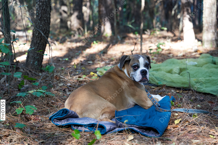 Dog relaxing at campsite outdoors