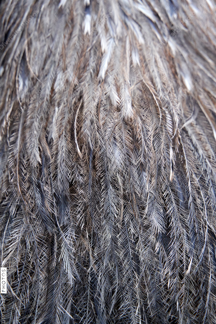 Close up of Emu feathers