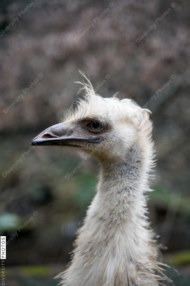 Close up of female Emu bird on urban farm ranch