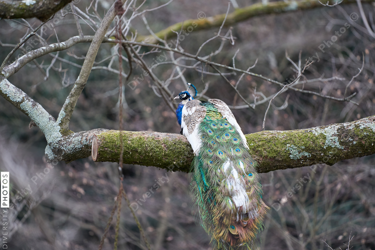 Peacock sitting on tree branch
