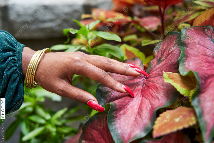 Black woman hands touching red plants in garden