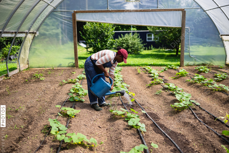African American Female farmer watering plants in greenhouse