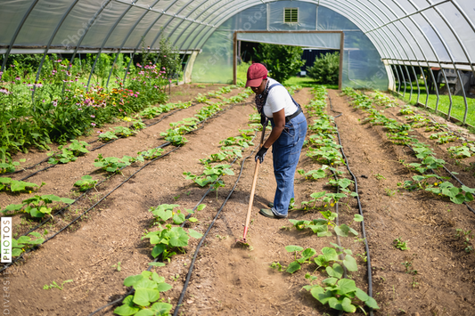 Black Female farmer raking soil in greenhouse