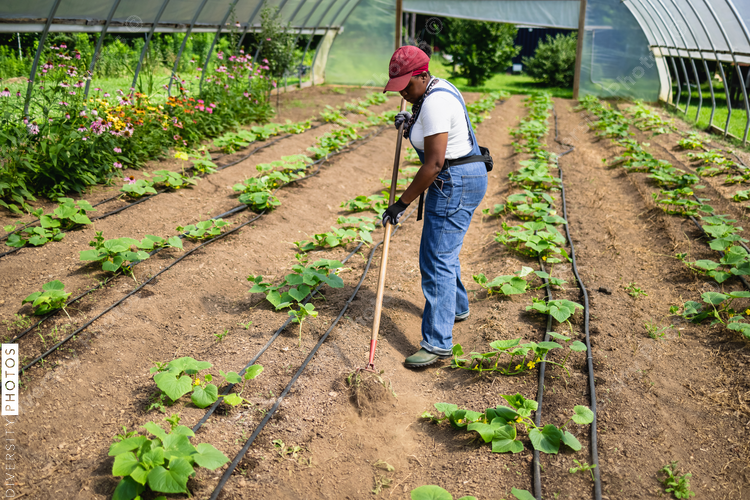 Female farmer¬†raking¬†soil in greenhouse