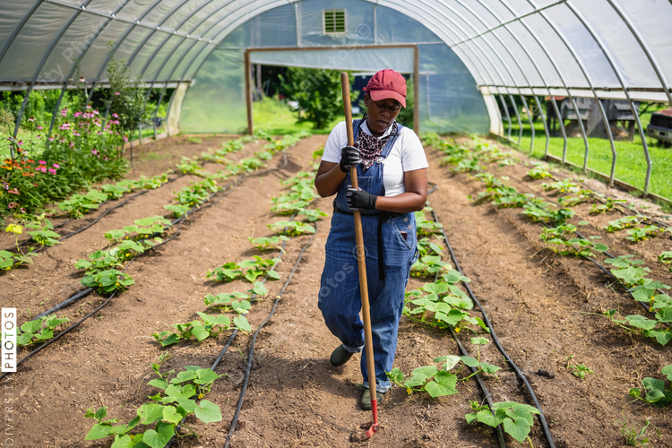 Female farmer with¬†rake¬†in greenhouse