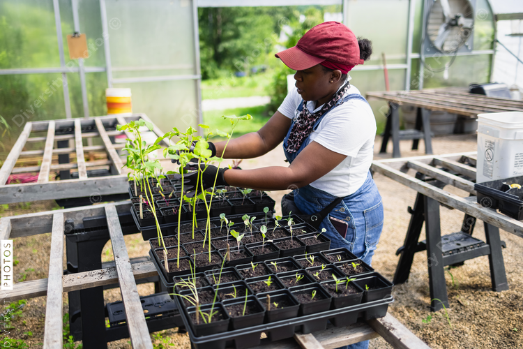 Female farmer planting seedlings in greenhouse