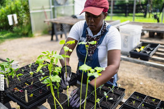 Black Female farmer planting seedlings in greenhouse