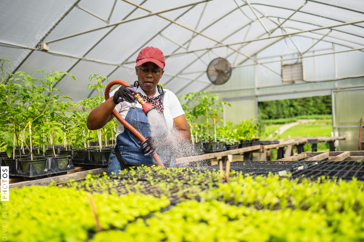 Female farmer watering plants in greenhouse
