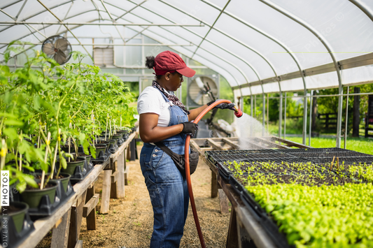 African American Female farmer watering plants in greenhouse