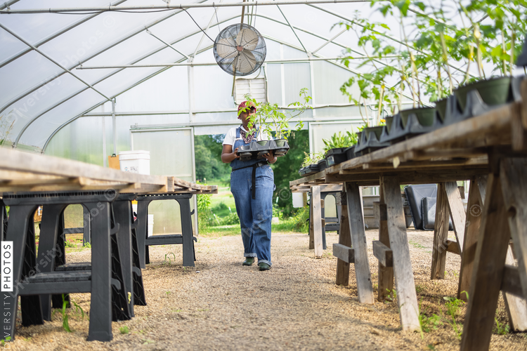 Female farmer carrying seedlings in greenhouse