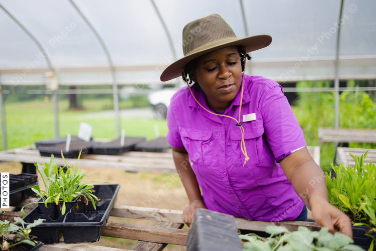 Female farmer working in greenhouse, African American