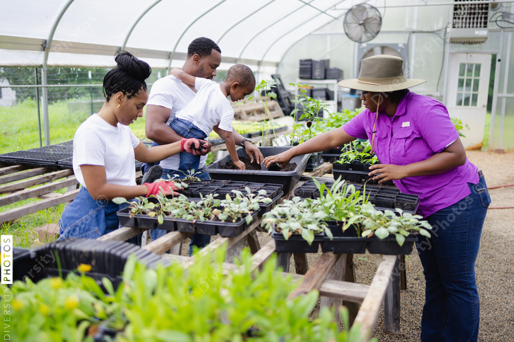 Black Family planting seedlings in greenhouse