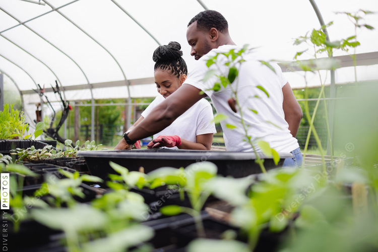 Farmers planting seedlings in greenhouse