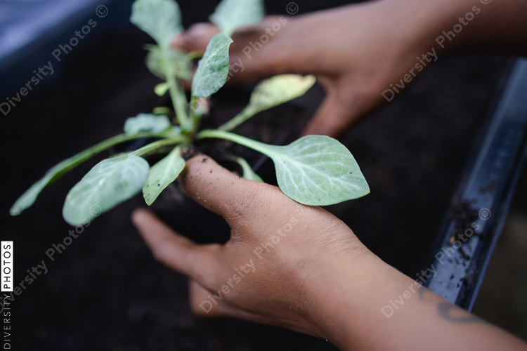 Close up of farmers hands holding seedling
