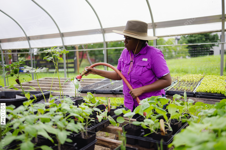 Female farmer watering seedlings in greenhouse
