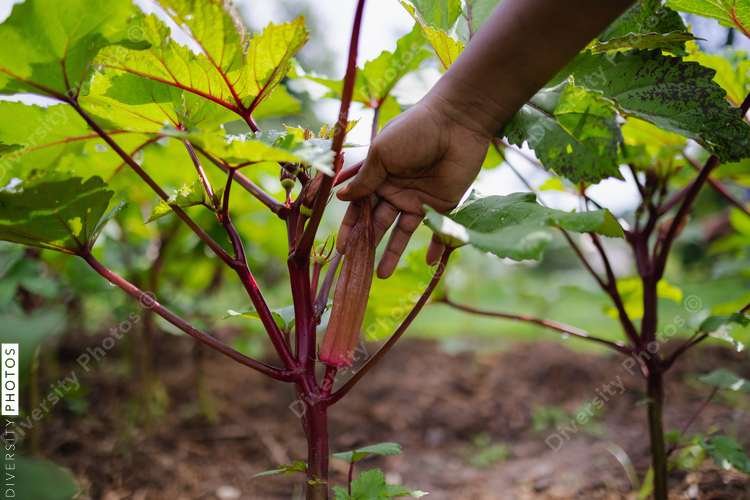 Close up of farmers hand touching plant in field