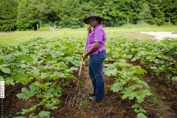 Portrait of Black female farmer raking soil between rows of vegetables growing in field