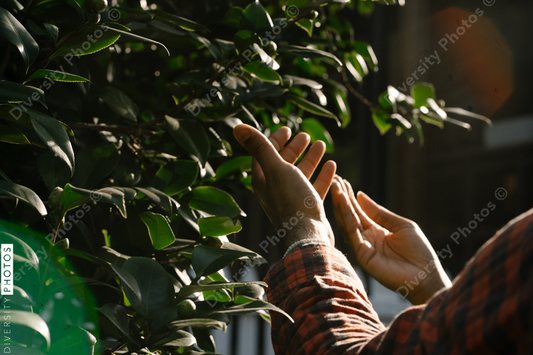 Black hands exploring nature and plants outdoors