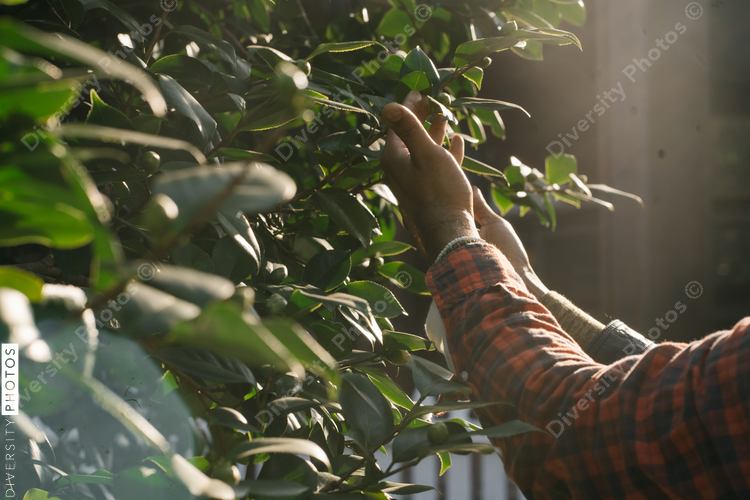 Black hands exploring nature and plants outdoors